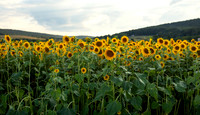 Sage and I (Sunflowers 2022)